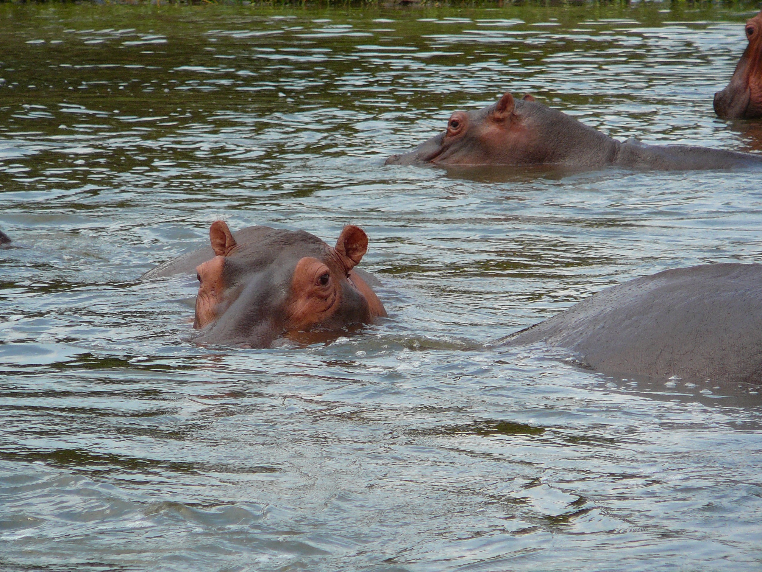 Submerged Hippo