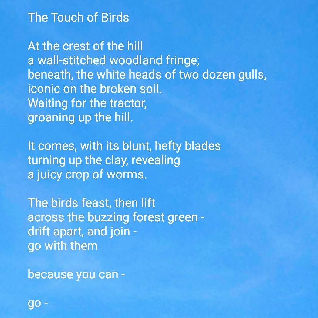 Poetry Up in the Air: The Touch of Birds