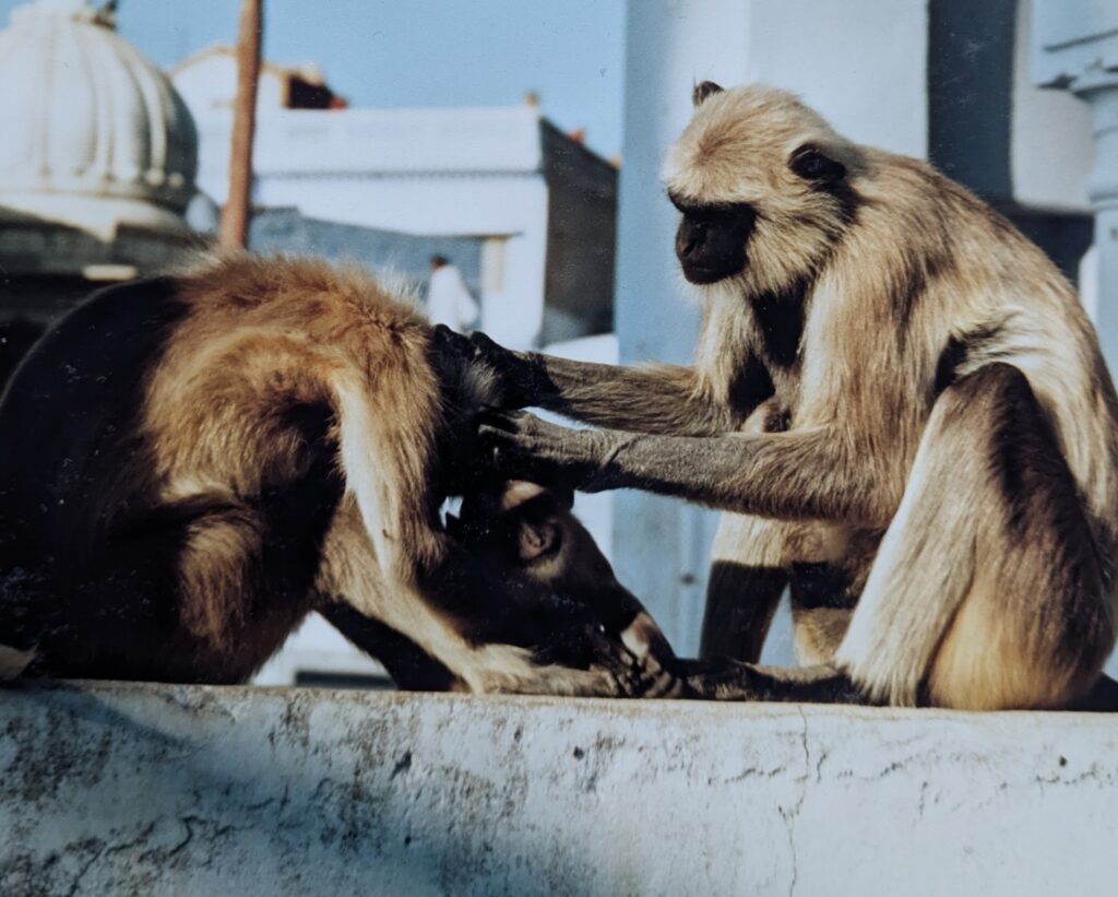 Monkeys grooming