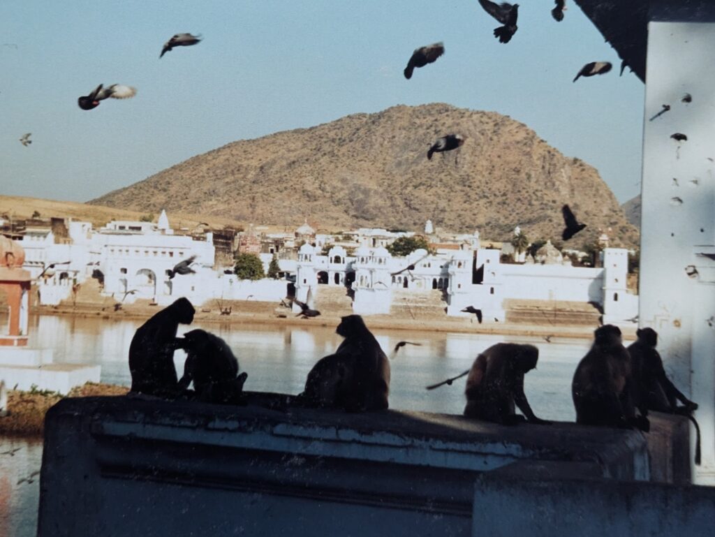 Monkeys in Pushkar