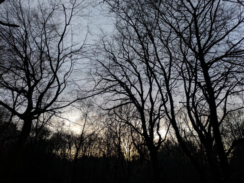 Walking in the Spooky Forest